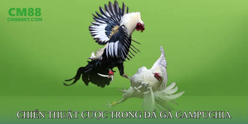 Chiến Thuật Thắng Cược Trong Đá Gà Campuchia
