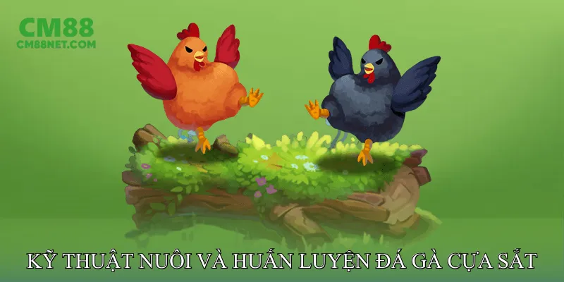 Kỹ Thuật Nuôi Và Huấn Luyện Đá Gà Cựa Sắt