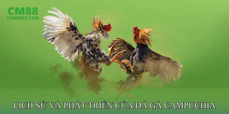 Lịch Sử Và Sự Phát Triển Của Đá Gà Campuchia