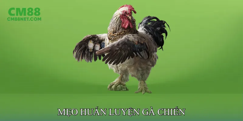 Mẹo Huấn Luyện Gà Chiến Trong Đá Gà Cựa Dao